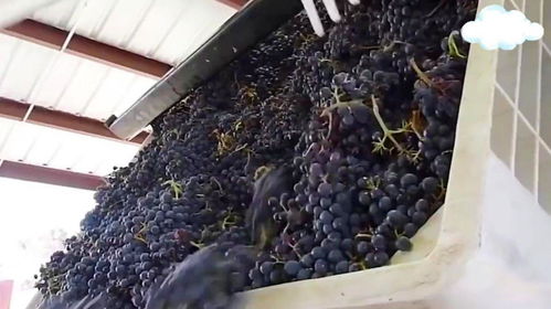 耗時(shí)30個(gè)月的葡萄酒加工過(guò)程,看完你敢喝嗎